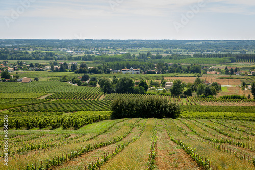 Obraz na plátně vignes