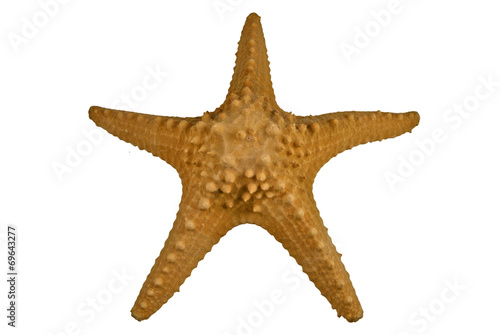 Yellow starfish isolated on white