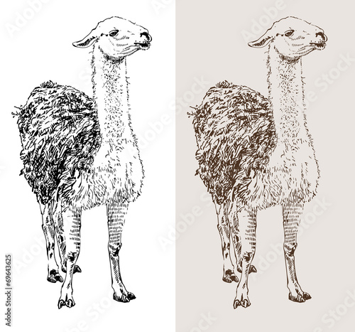 artwork lama, digital sketch of animal