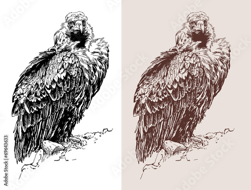 artwork of griffon vulture (Aegypius monachus)