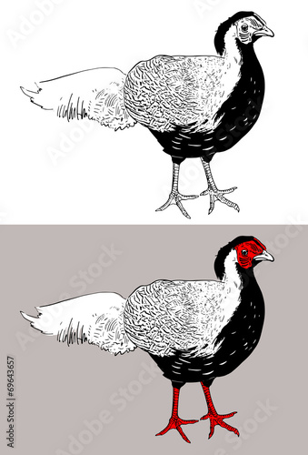 digital drawing of male silver pheasant (Lophura nycthemera), ve