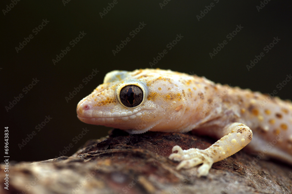 Obraz premium Pink spotted wall lizard