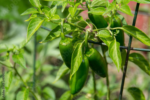 jalapeno pepper plant photo