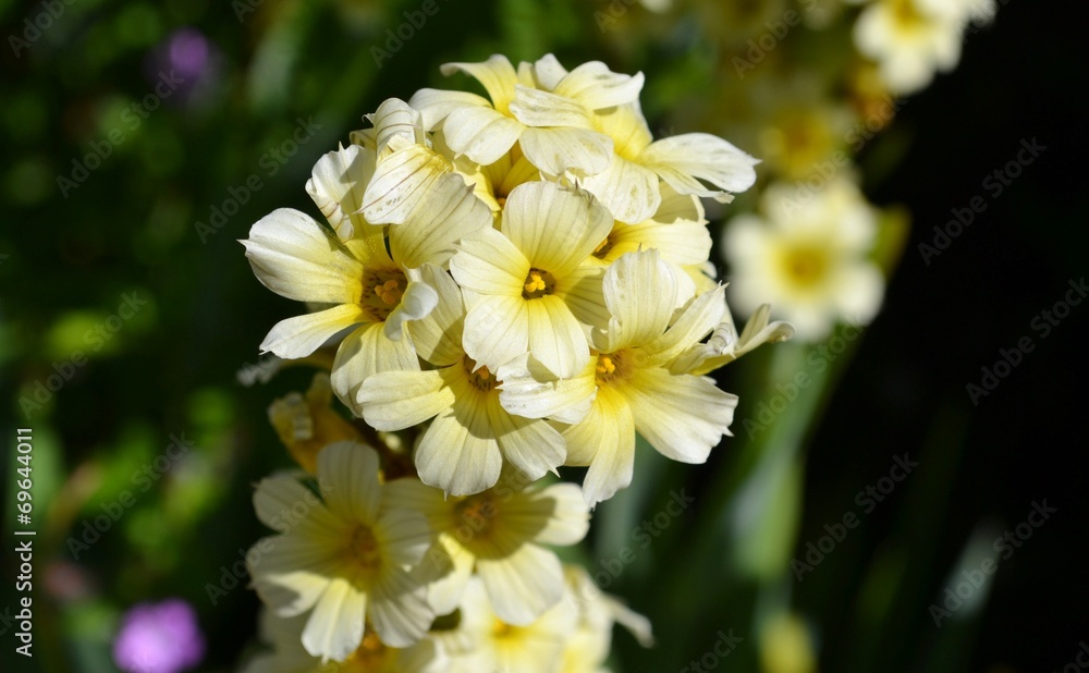 Obraz premium Small yellow flowers on stem