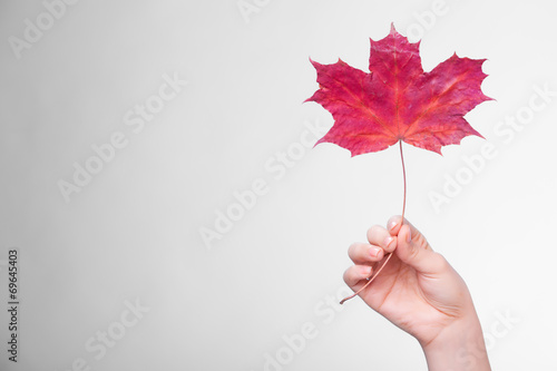 Skincare. Hand with maple leaf as symbol red dry capillary skin. photo