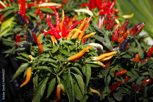 Red and green hot chili peppers at farmers market for sale