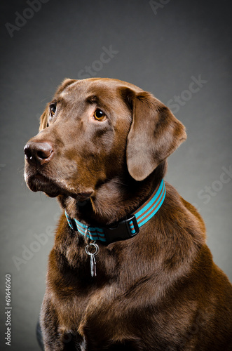 Wallpaper Mural Portrait of a lab Torontodigital.ca