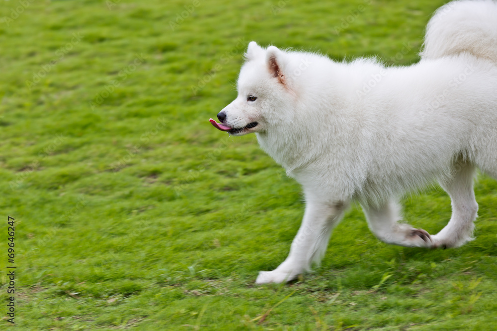 Samoyed dog running on the grass Samoyed dog running on the grass