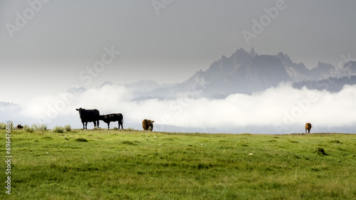 Idaho mountains and cows grazing in a field