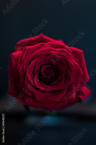 Red rose flower