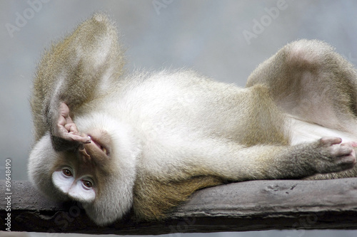 Monkey Sleeping © pongmanat tasiri