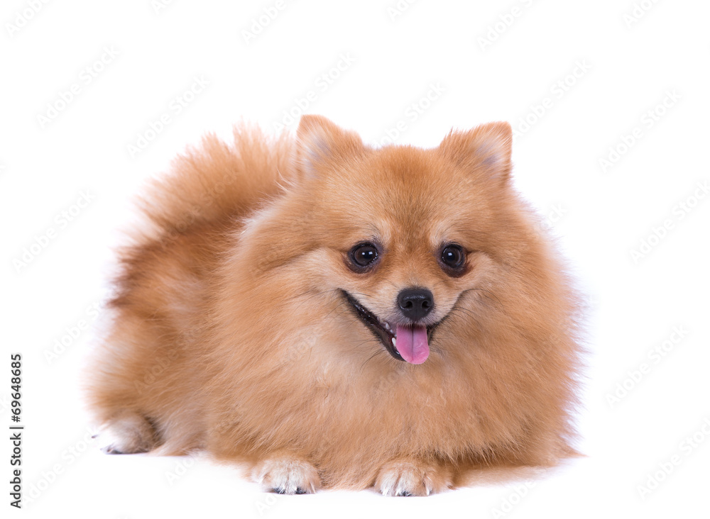 Portrait of sitting pomeranian Portrait of sitting pomeranian