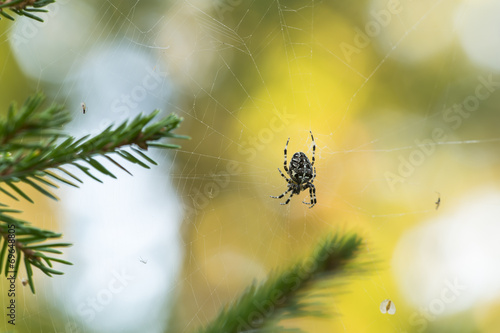 Cross orb weaver, Diadematus araneus waiting in spiders net