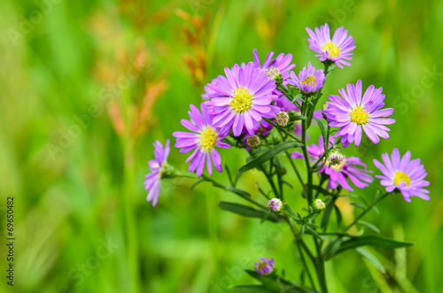 Spring Flower