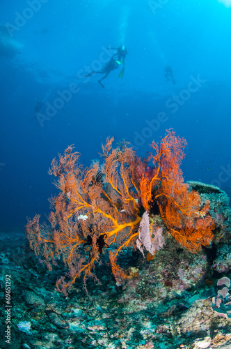 Sea fan in Gili Lombok Nusa Tenggara Barat Indonesia underwater