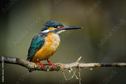 Common Kingfisher catch o the branch in nature © kajornyot