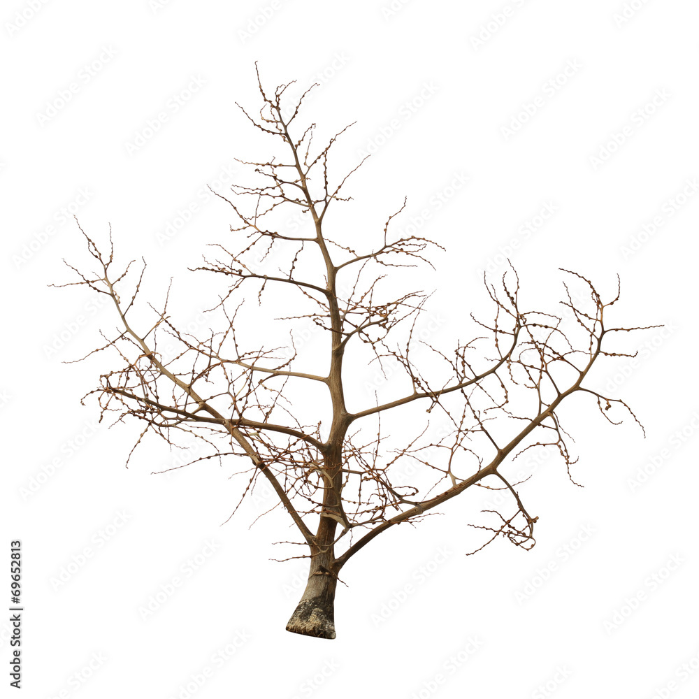 Leafless tree isolated on white background