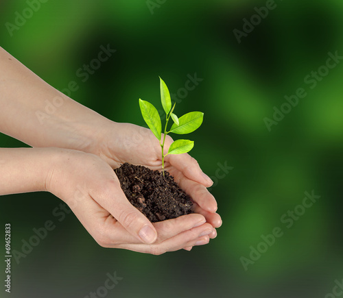 sapling in hand