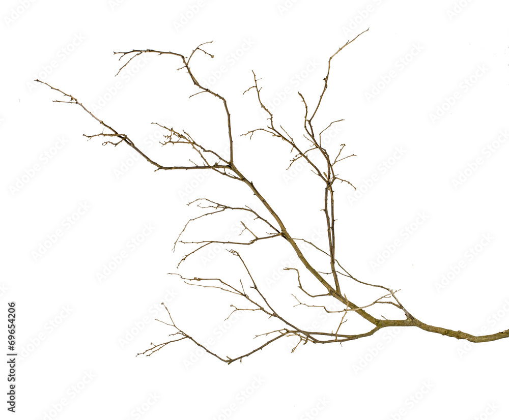 dry branch