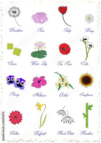 vintage vector herbarium