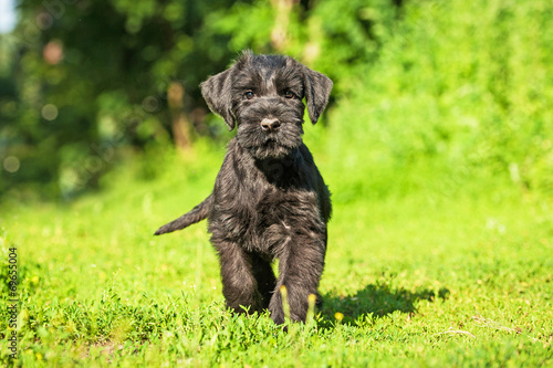 Fotografía Giant schnauzer puppy outdoors