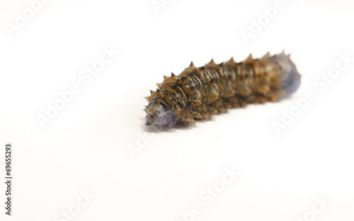 A wrinkled grey and brown Caterpillar 