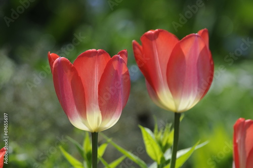 Tulpen