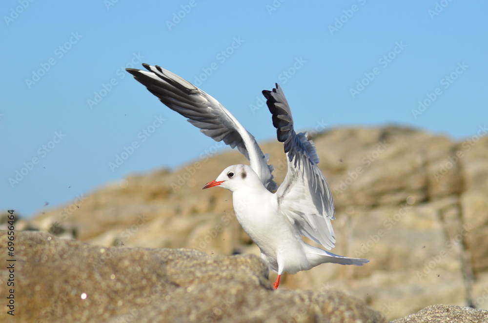 Atterissage de la mouette rieuse Atterissage de la mouette rieuse