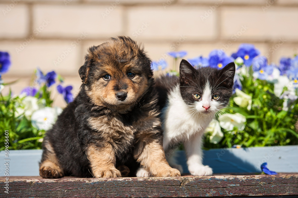 Fototapeta premium Little kitten with puppy outdoors