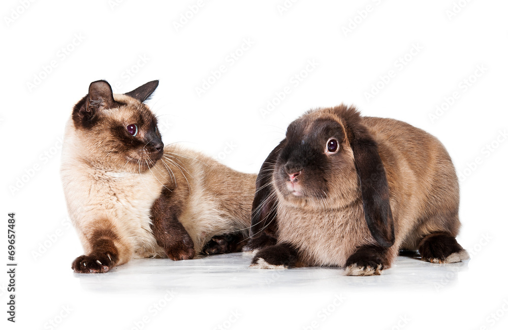 Siamese cat afraid of siamese rabbit