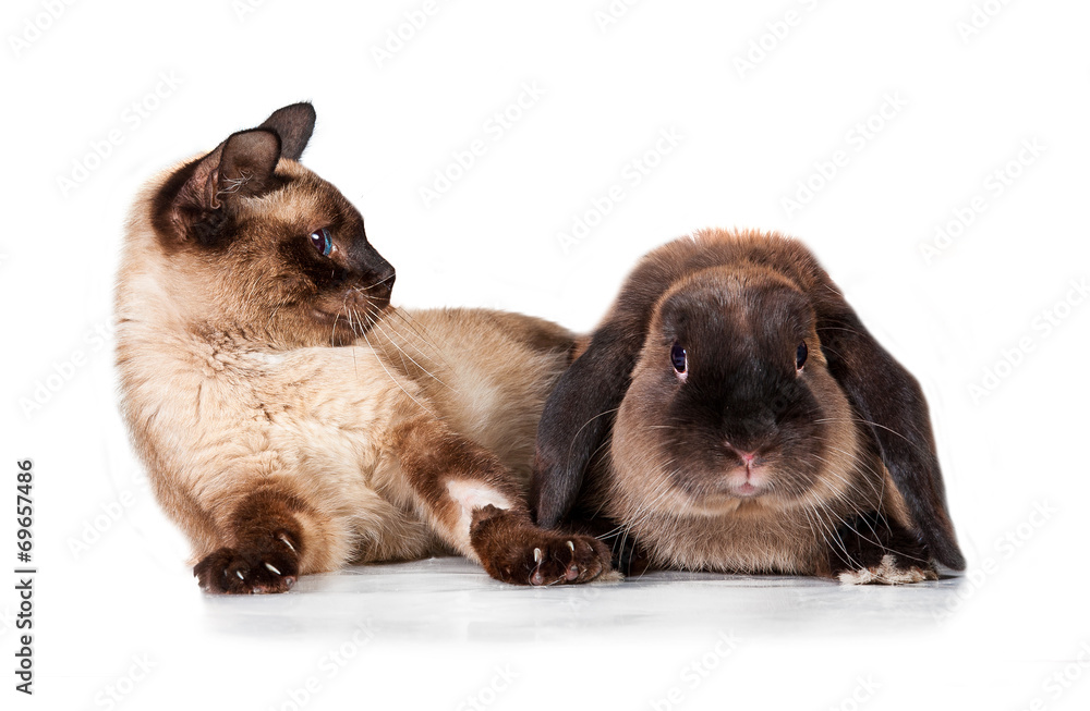 Siamese cat is afraid of siamese rabbit