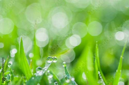 fresh green grass with dew drops natural background
