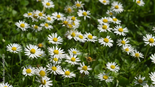 Close-up of daisies in the grass. photo