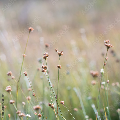 closeup of beautiful green grass with blur background