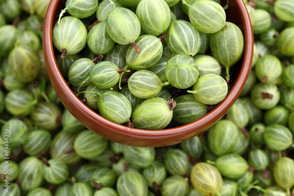 Gooseberries in a bowl Gooseberries in a bowl