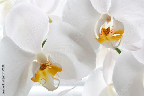 Detail of two orchid flowers.