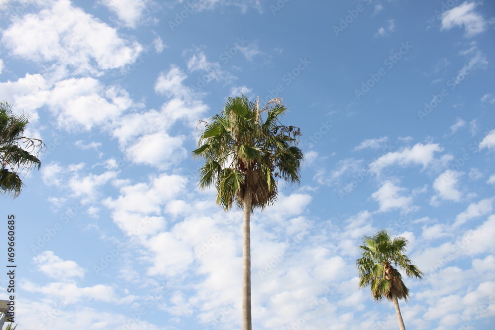 Obraz premium 椰子の木