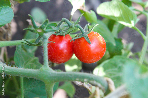 tomato on a branch