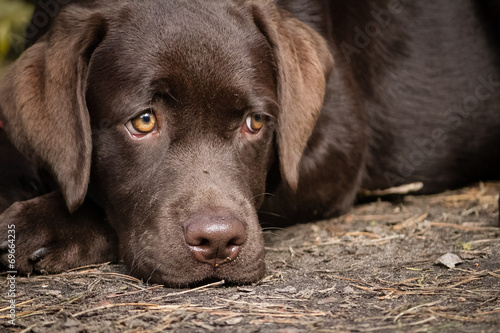 Cute lonely brown labrador puppy