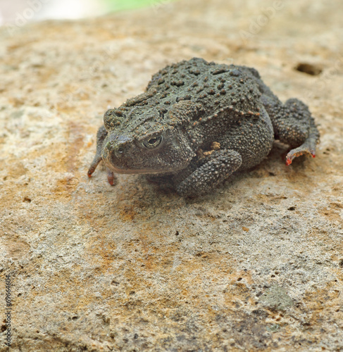 American Toad, Anaxyrus americanus