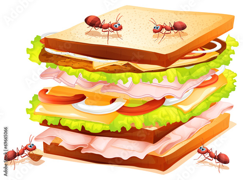 Sandwich and ants