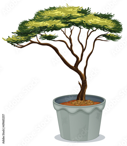 Bonsai