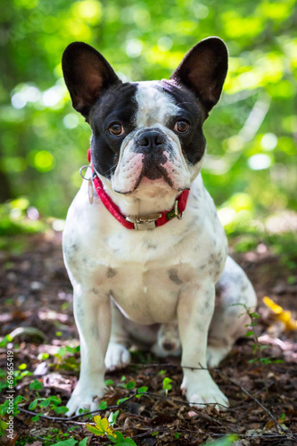French bulldog on the walk in forest