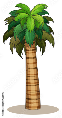 Palm tree
