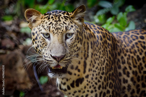 Close up portrait of leopard with intense eyes