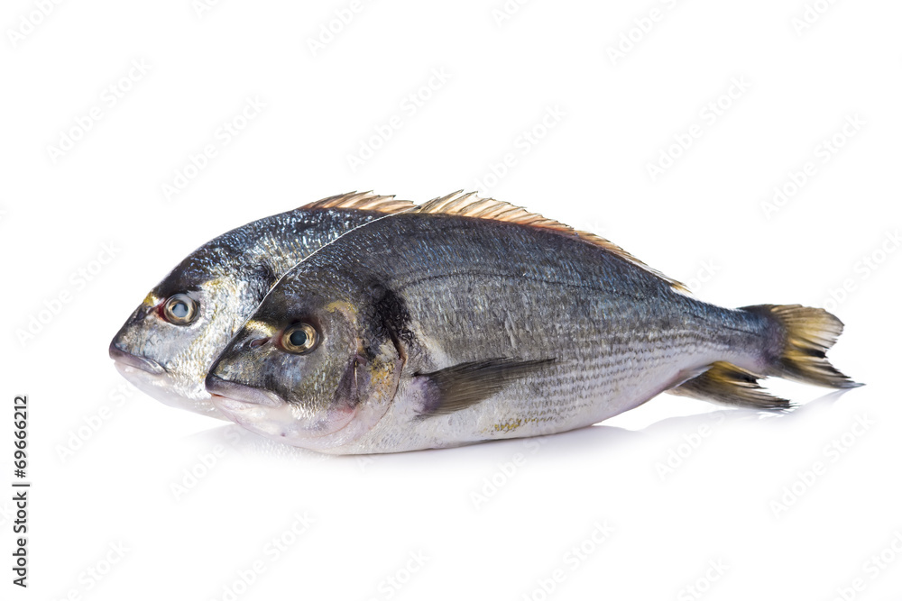 Pescado fresco doradas aisladas sobre un fondo blanco Pescado fresco doradas aisladas sobre un fondo blanco