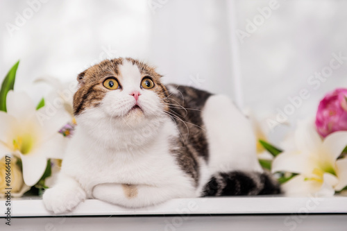 Scottish-fold cat sits in flowers