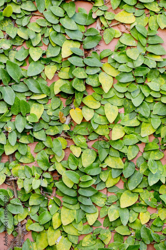 Green leave texture