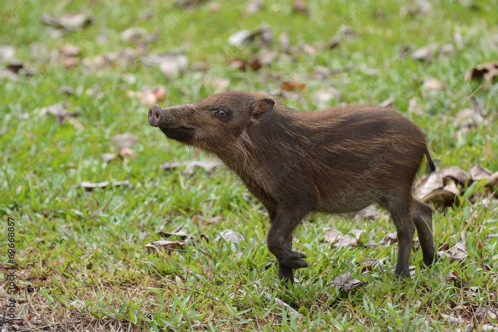 Piglet Piglet