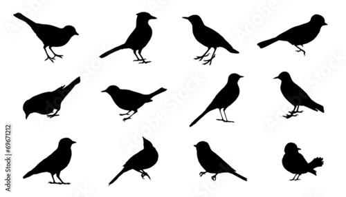 Obraz na płótnie bird2 silhouettes